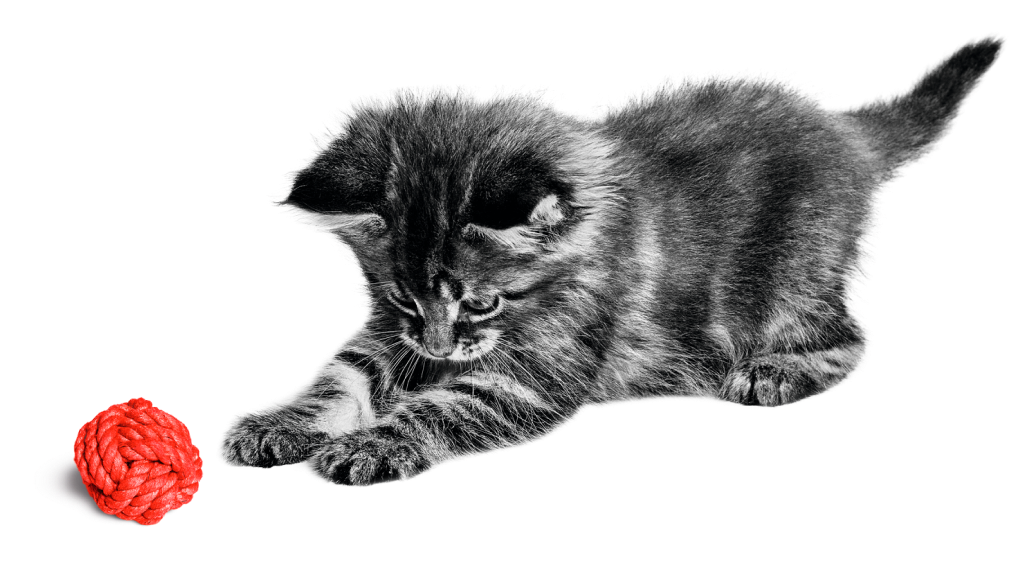 Котенок играется с красным клубком.
