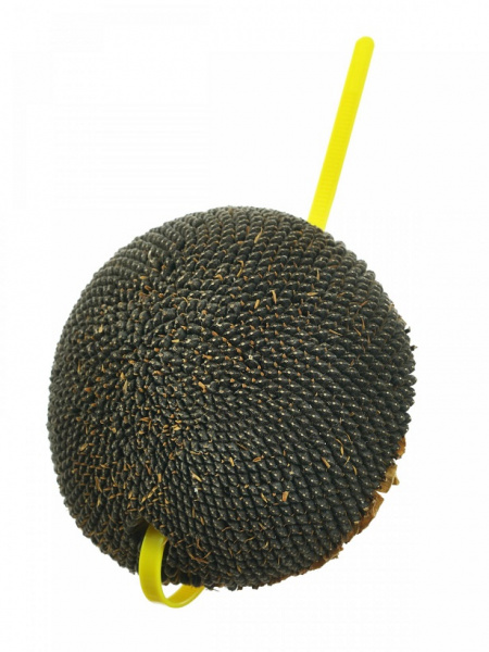 LA_ber_pods